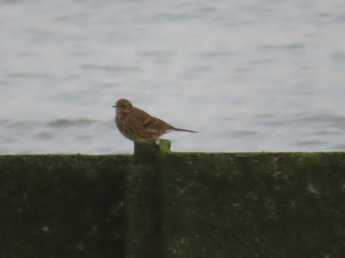 Rock Pipit - ML645319395