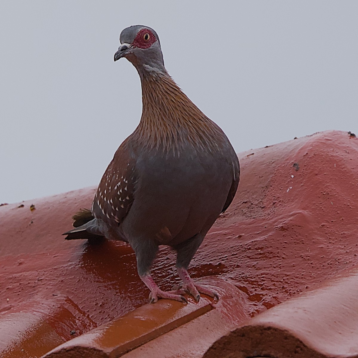 Paloma de Guinea - ML645319404