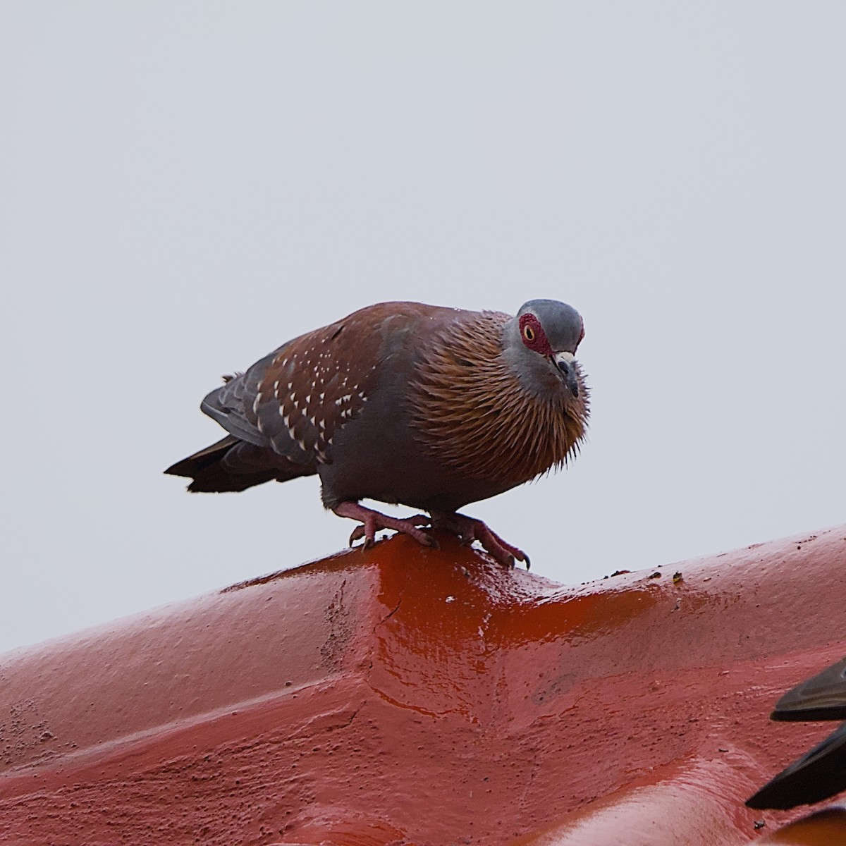 Paloma de Guinea - ML645319405