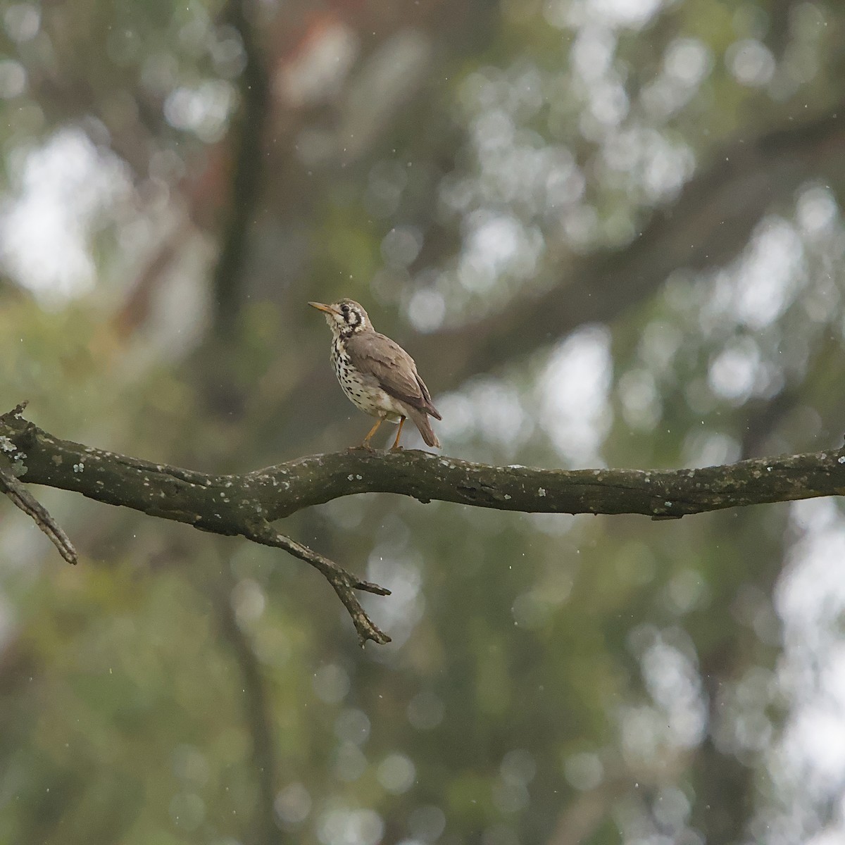 Groundscraper Thrush - ML645319463