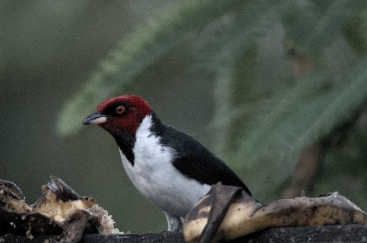 Red-capped Cardinal - ML645319465