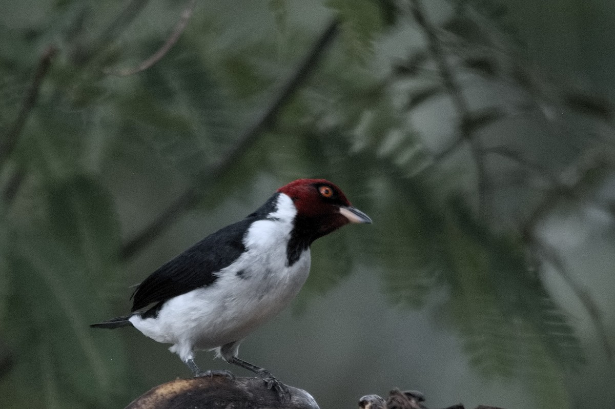 Red-capped Cardinal - ML645319466