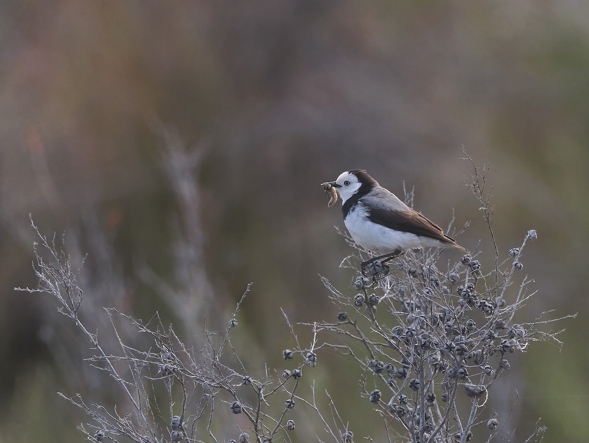 White-fronted Chat - ML645319469