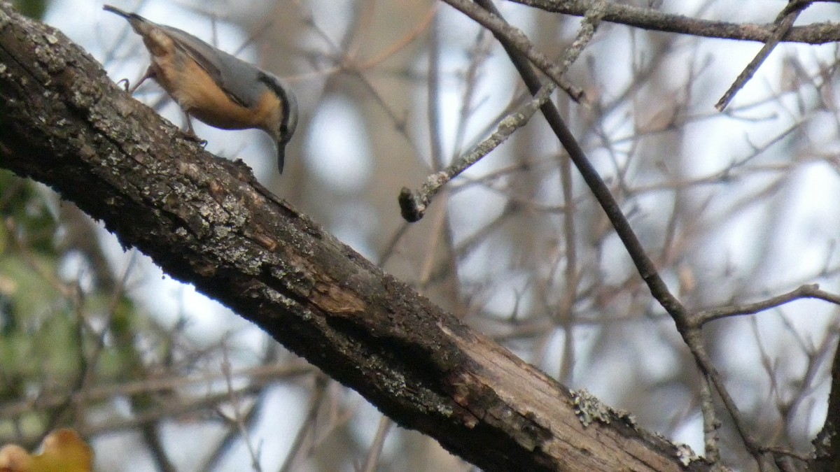 Повзик звичайний - ML645319502