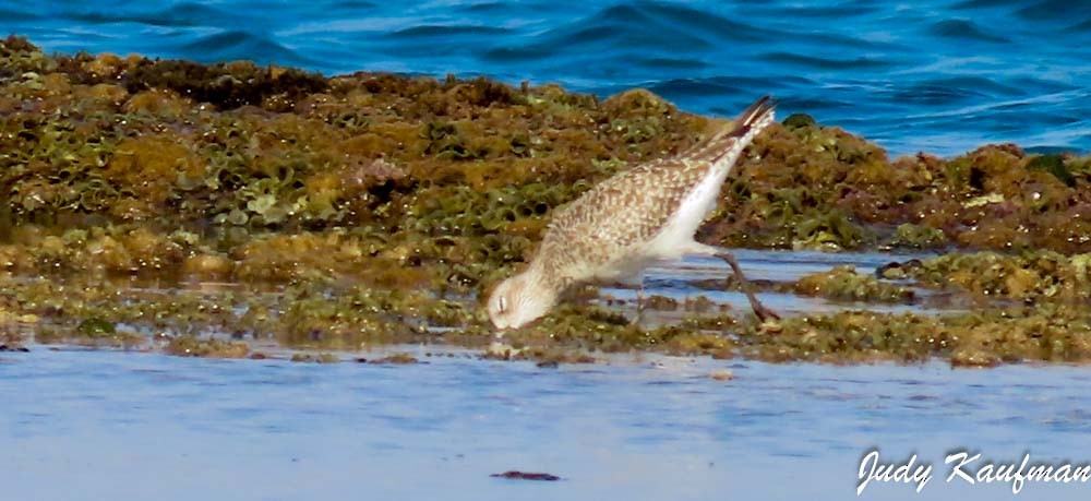 Black-bellied Plover - ML645319506