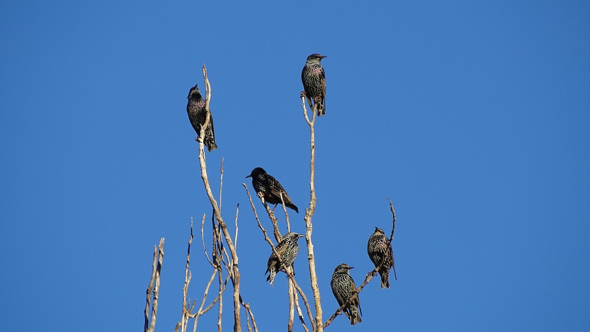 European Starling - ML645319507