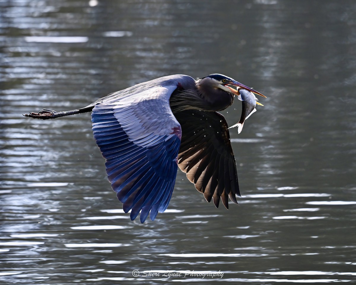 Great Blue Heron - ML645319510