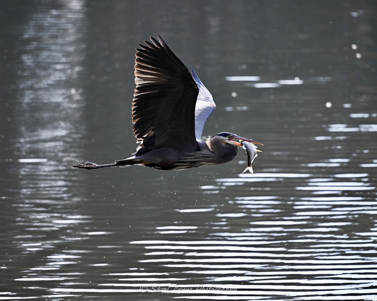 Great Blue Heron - ML645319511