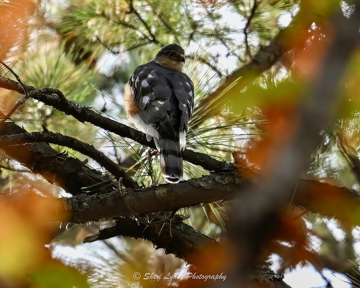 Sharp-shinned Hawk - ML645319525