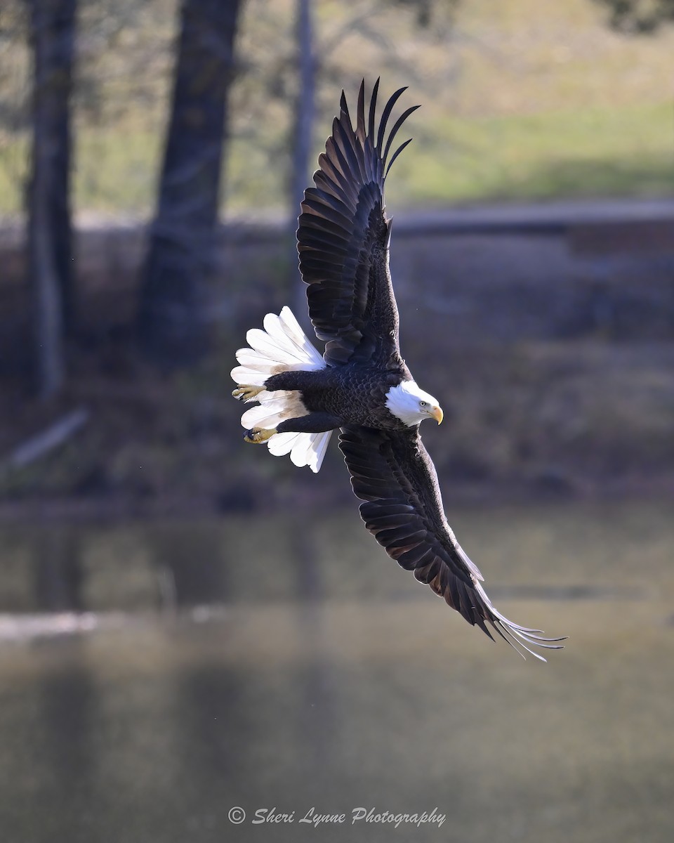 Bald Eagle - ML645319535