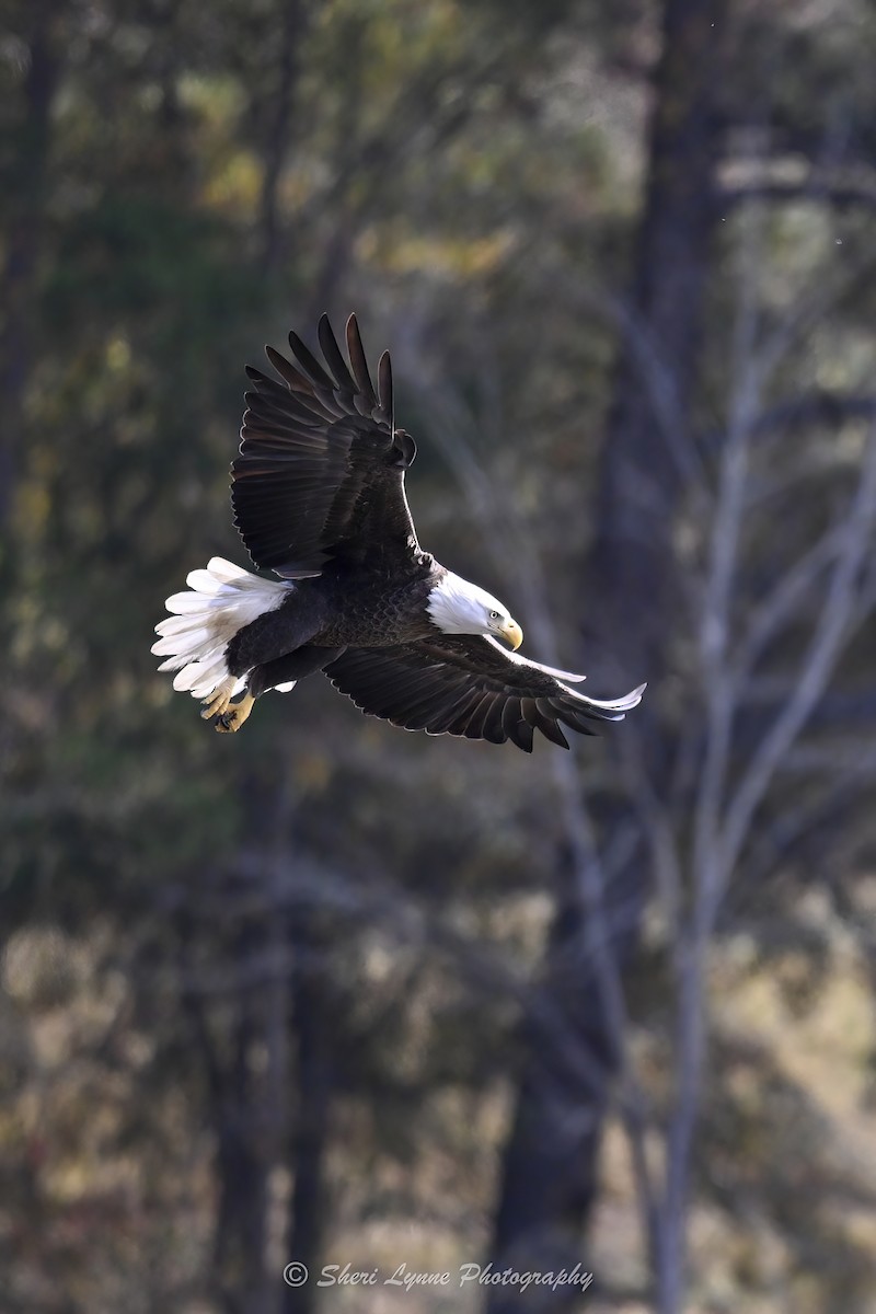 Bald Eagle - ML645319536