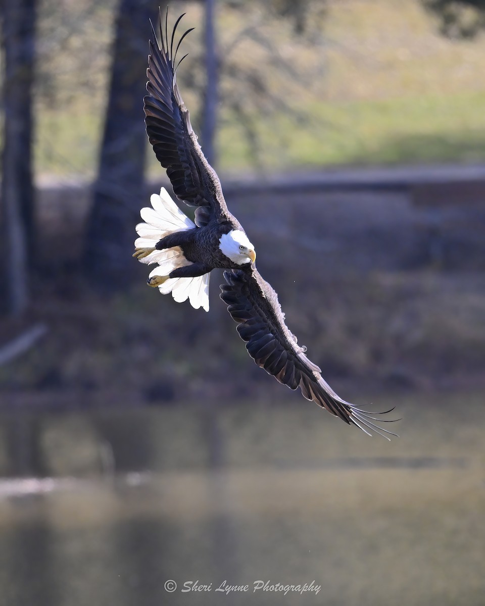 Bald Eagle - ML645319537