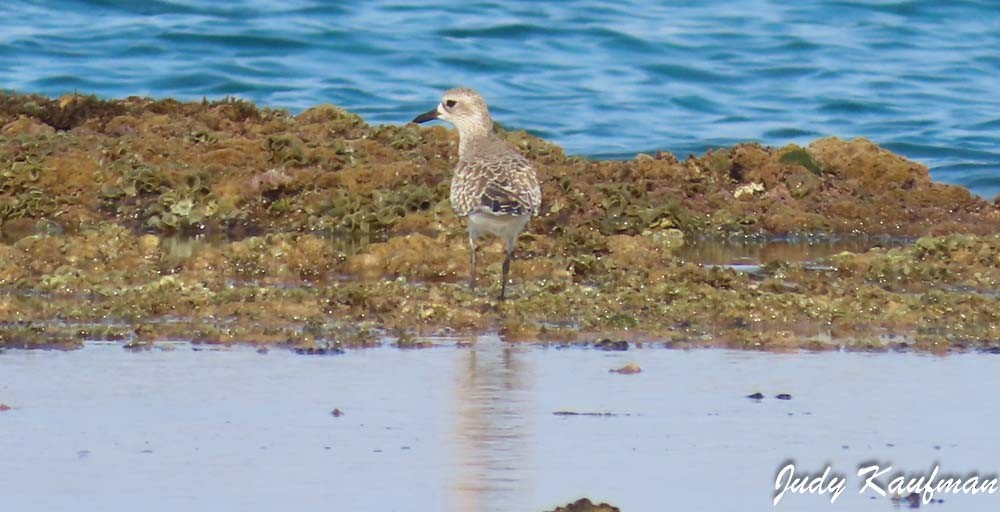Black-bellied Plover - ML645319541