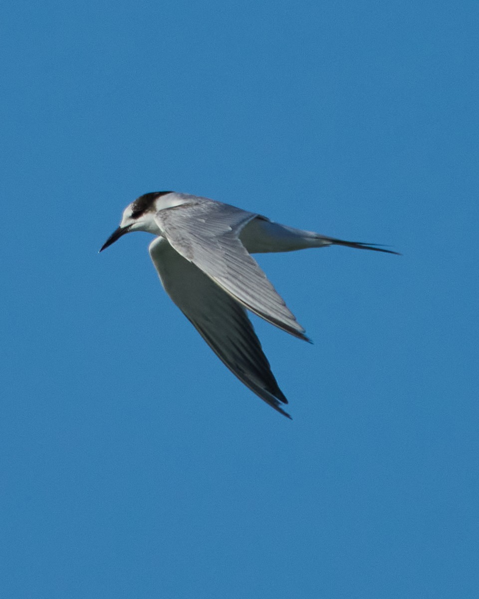 Common Tern - ML645319542