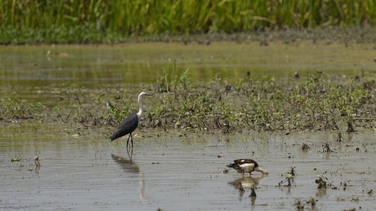 Pacific Heron - ML645319543