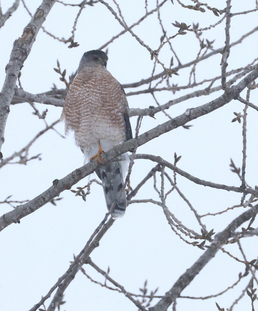 Cooper's Hawk - ML645319548