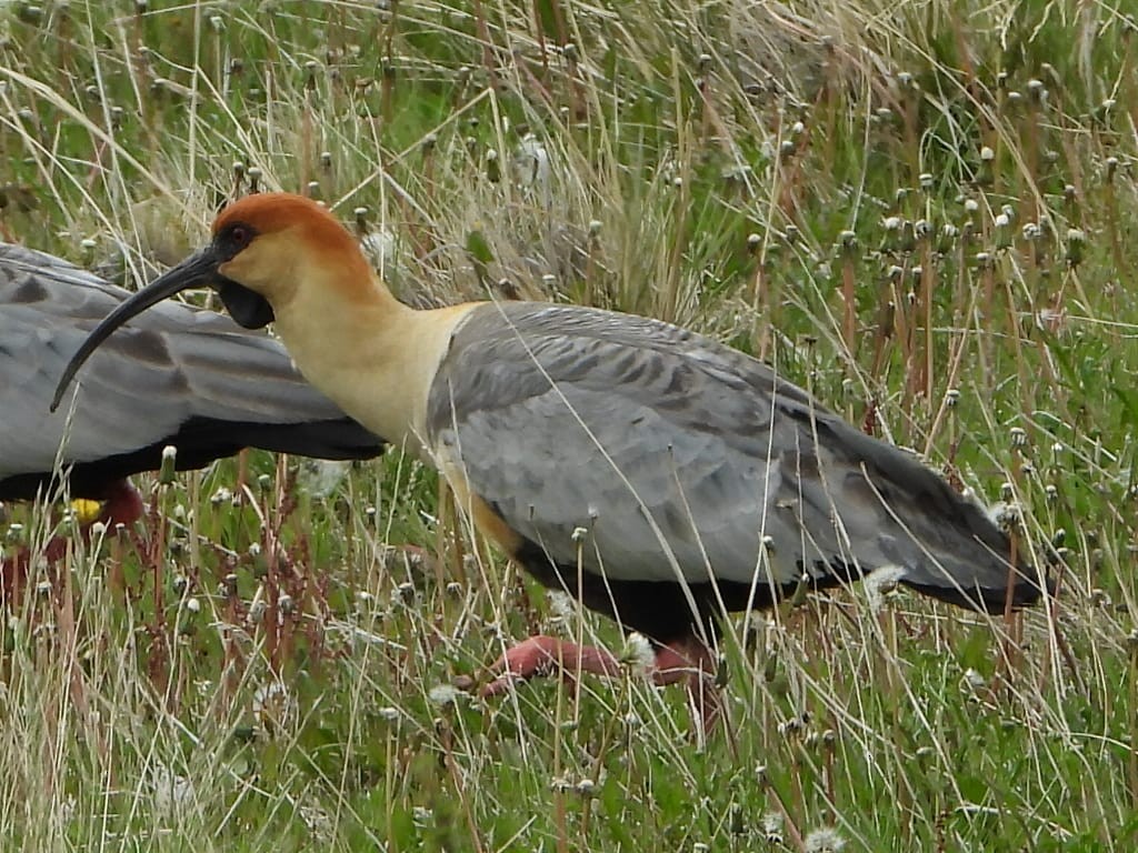 İbikli Sarıca Aynak - ML645319549