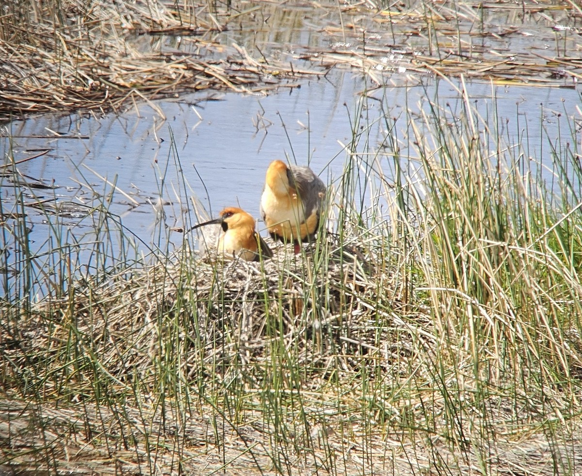 İbikli Sarıca Aynak - ML645319550