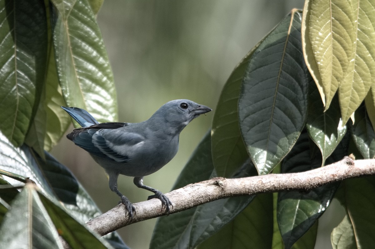 Blue-gray Tanager - ML645319551