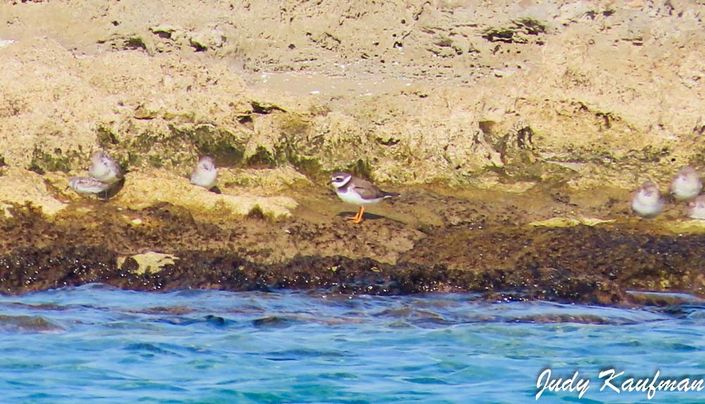 Common Ringed Plover - ML645319553