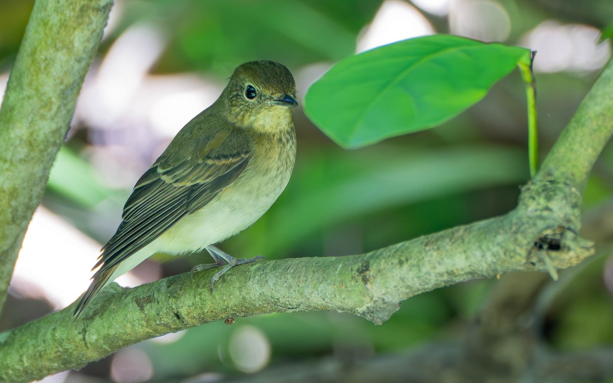 Narzissenschnäpper - ML645319554