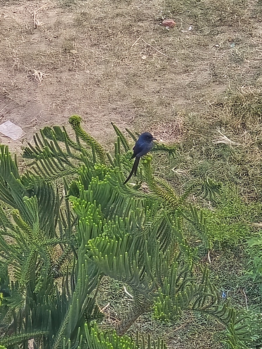 Drongo Real - ML645319562