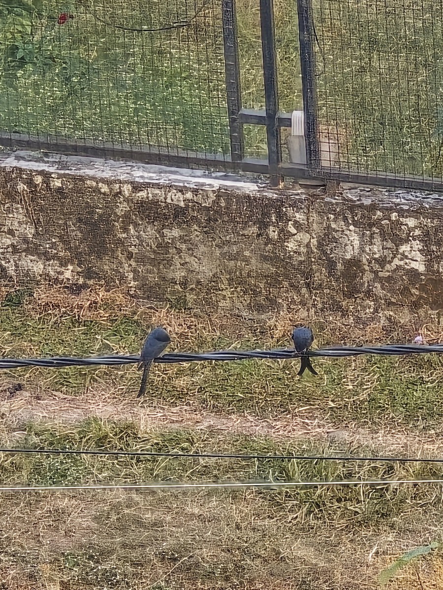 Drongo Real - ML645319563