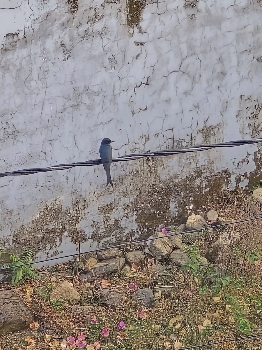 Drongo Real - ML645319564