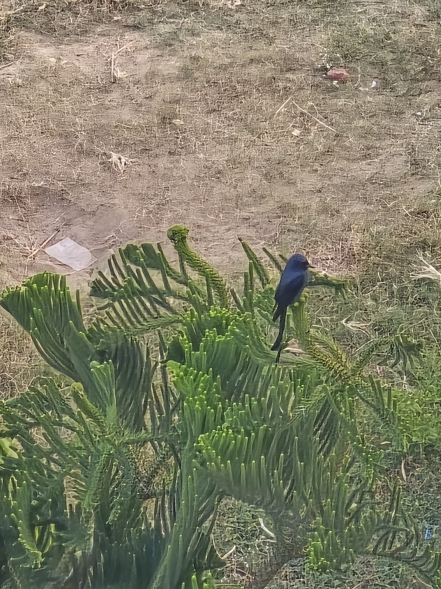 Drongo Real - ML645319565