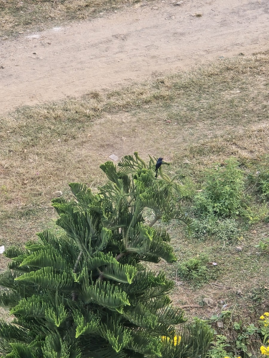 Drongo Real - ML645319566