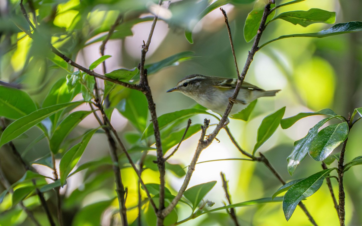 Mosquitero Bilistado - ML645319567