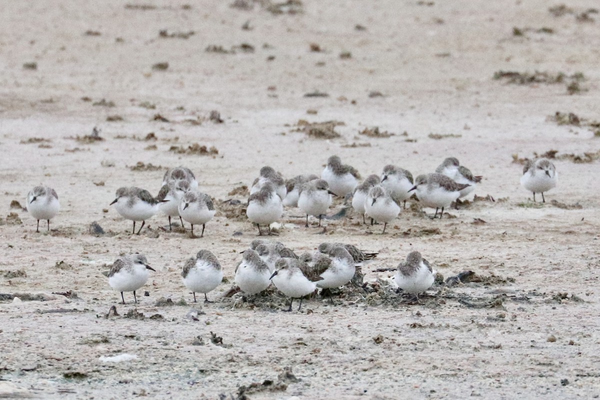 Correlimos Cuellirrojo - ML645319568