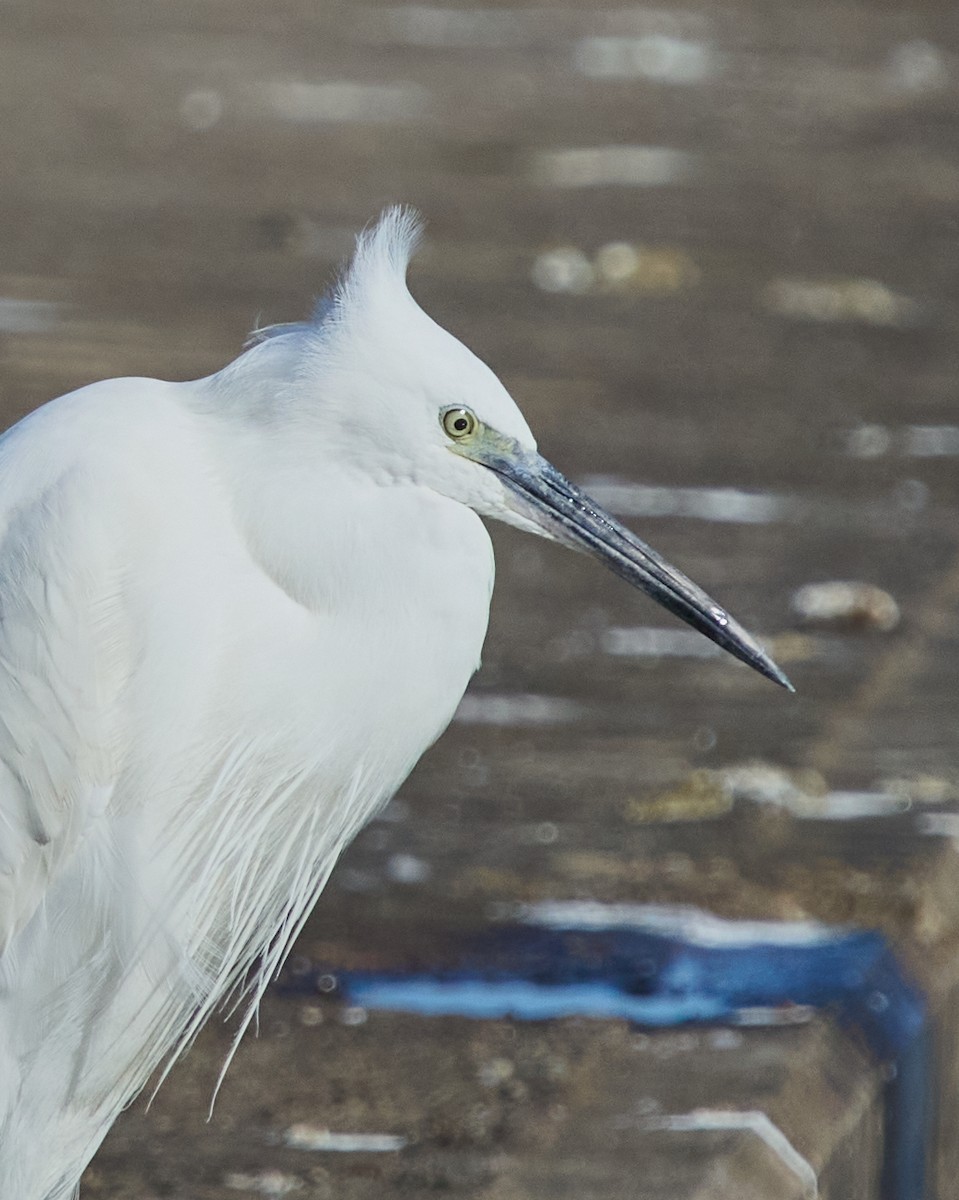 Garceta Común - ML645319574