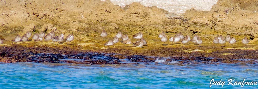 Correlimos Común - ML645319575