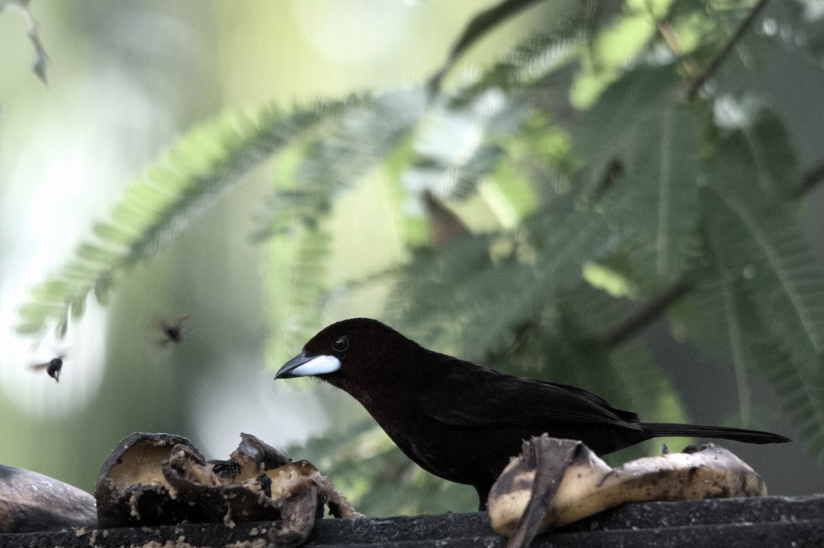 Tangara Picoplata - ML645319576