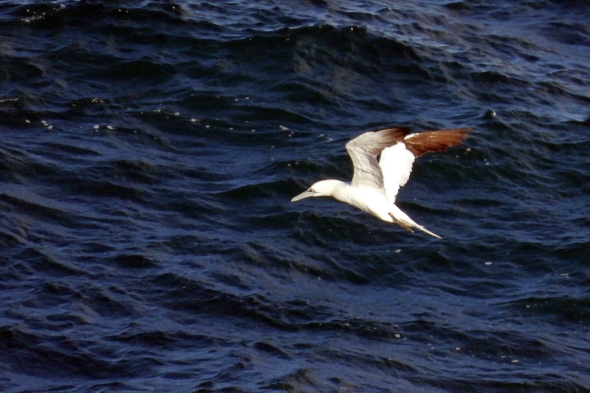 Alcatraz Atlántico - ML645319578