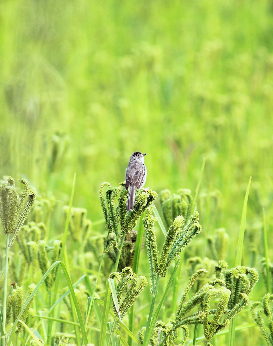 Prinia Sencilla - ML645319579