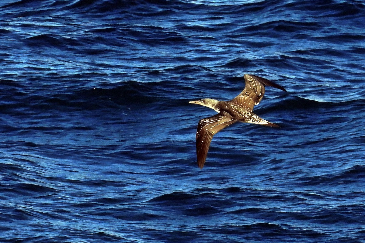 Alcatraz Atlántico - ML645319580