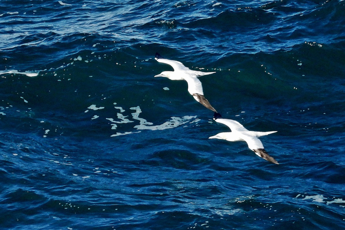 Alcatraz Atlántico - ML645319581