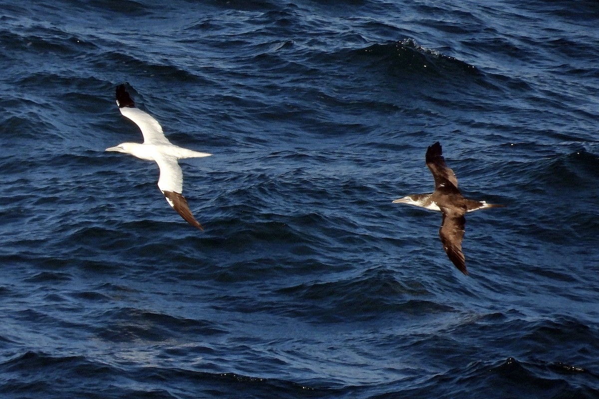 Alcatraz Atlántico - ML645319582