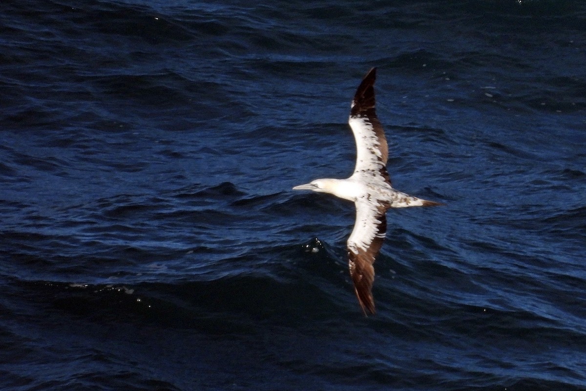 Alcatraz Atlántico - ML645319583