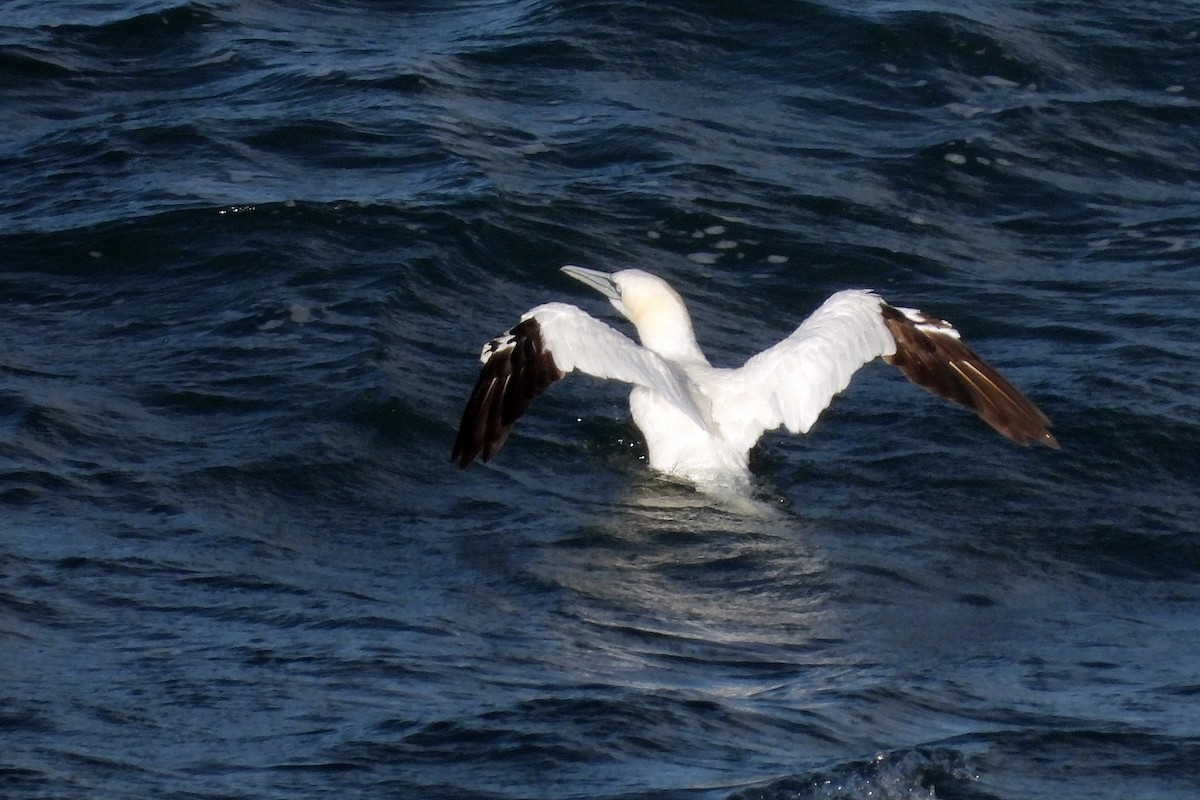 Alcatraz Atlántico - ML645319584