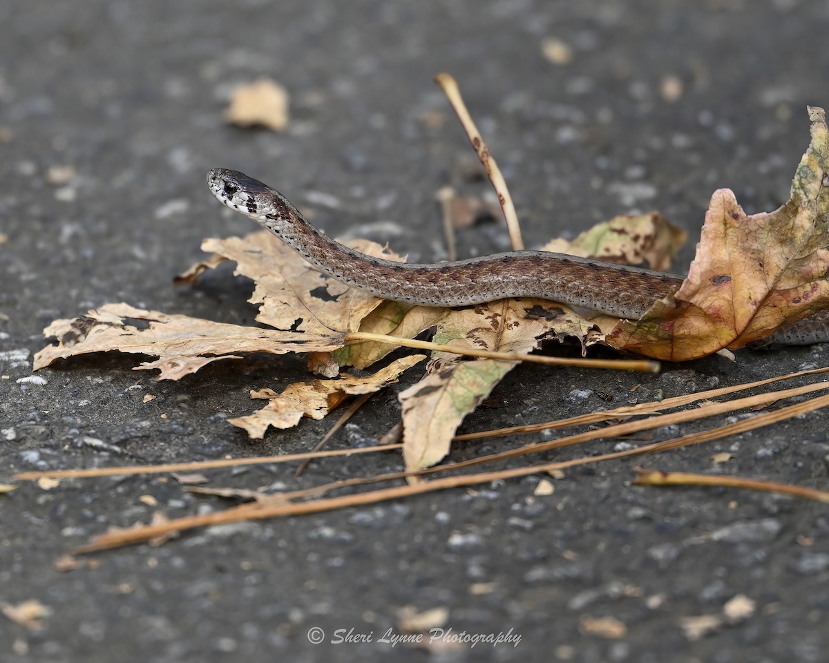 動物界 - ML645319585