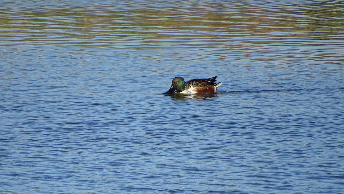 Cuchara Común - ML645319590