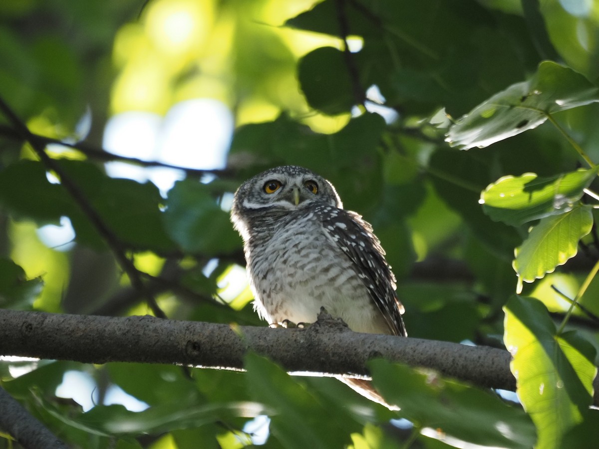 Mochuelo Brahmán - ML645319591