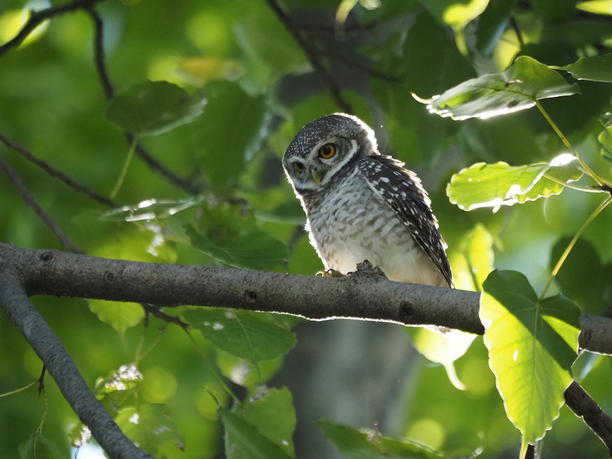 Mochuelo Brahmán - ML645319592