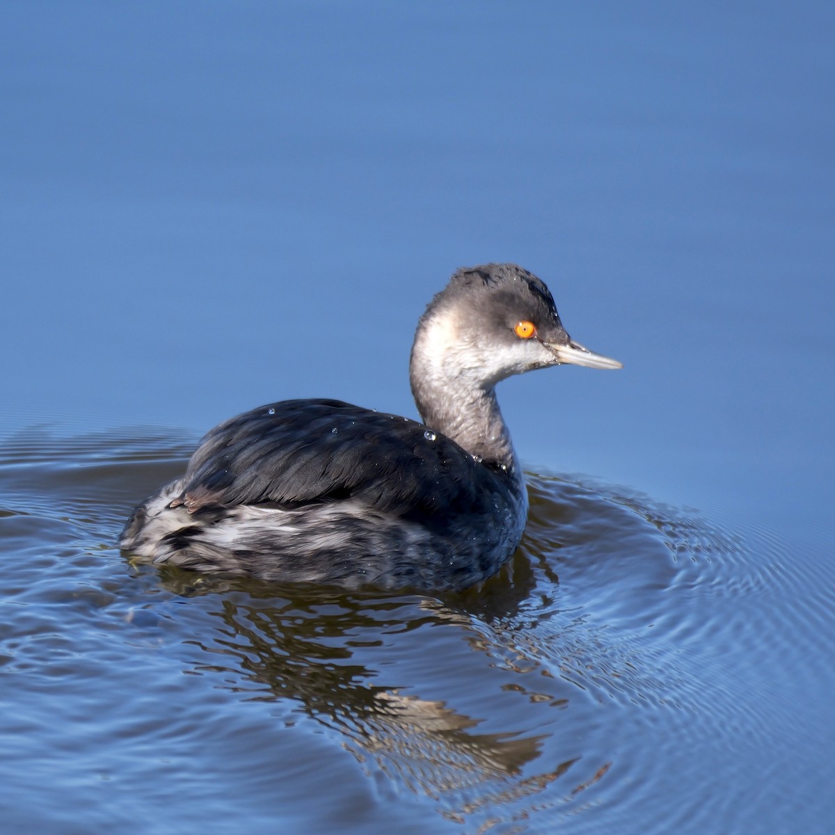 Zampullín Cuellinegro - ML645319593