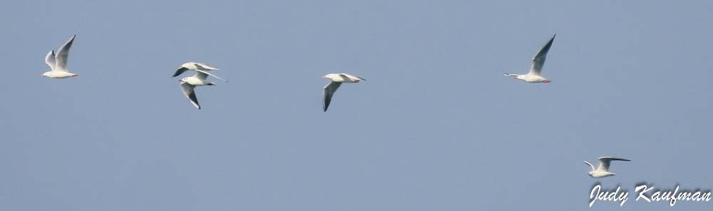 Gaviota Reidora - ML645319594