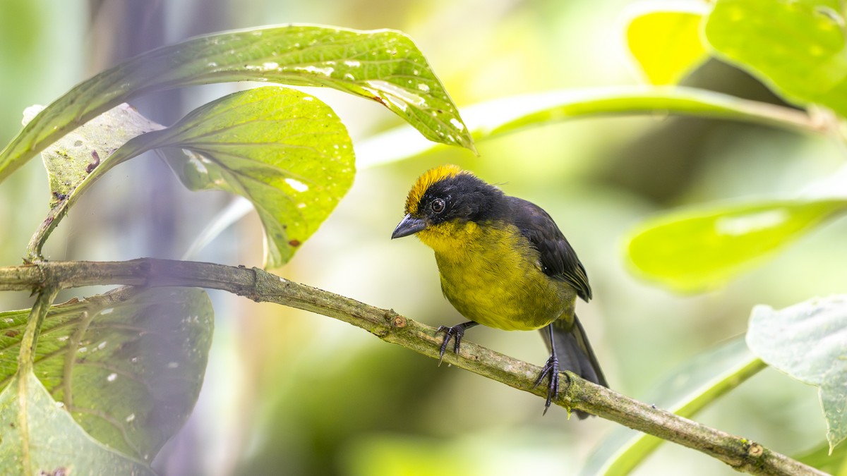Atlapetes del Chocó - ML645319596