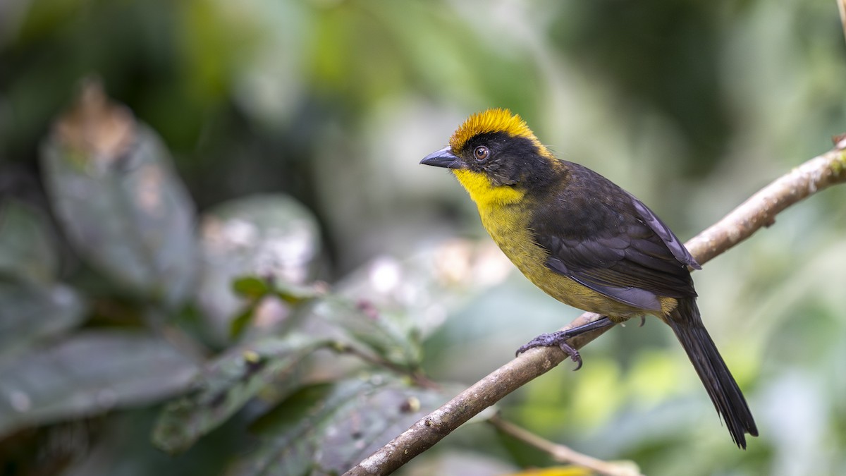 Atlapetes del Chocó - ML645319597